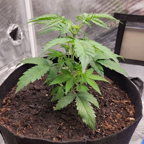 CBD Blueberry growlog timeline photo
