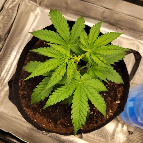 CBD Blueberry growlog timeline photo