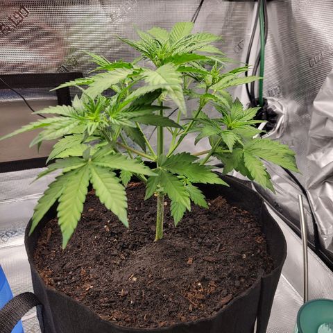 CBD Blueberry growlog timeline photo
