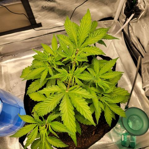 CBD Blueberry growlog timeline photo