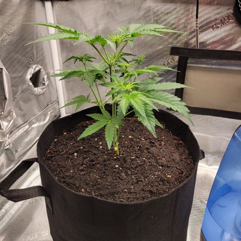CBD Blueberry growlog timeline photo