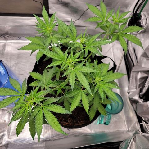 CBD Blueberry growlog timeline photo
