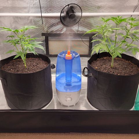 CBD Blueberry growlog timeline photo