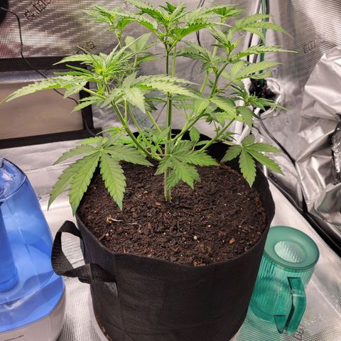 CBD Blueberry growlog timeline photo