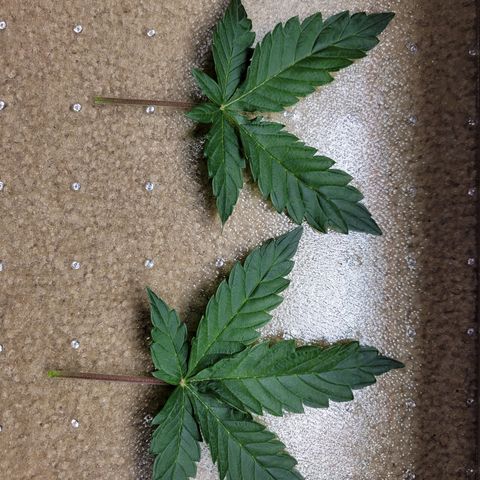 CBD Blueberry growlog timeline photo