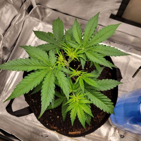 CBD Blueberry growlog timeline photo