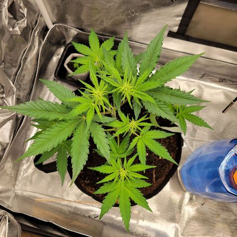 CBD Blueberry growlog timeline photo