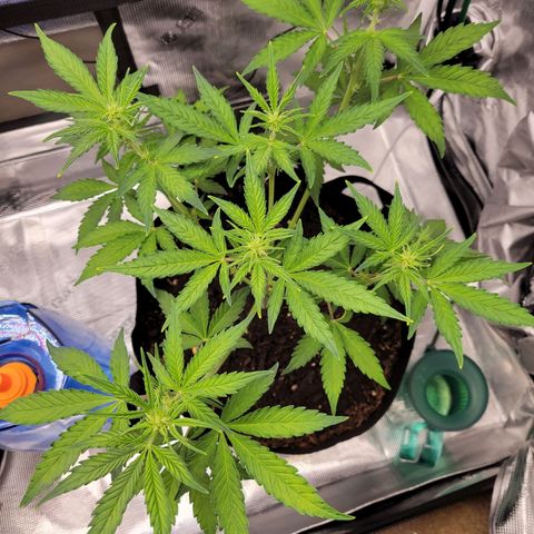 CBD Blueberry growlog timeline photo