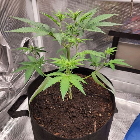 CBD Blueberry growlog timeline photo