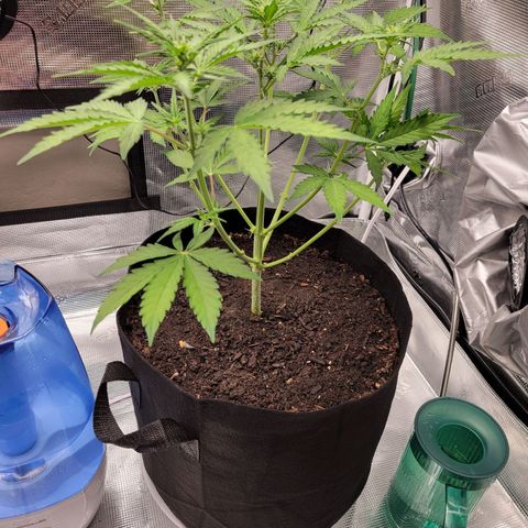 CBD Blueberry growlog timeline photo
