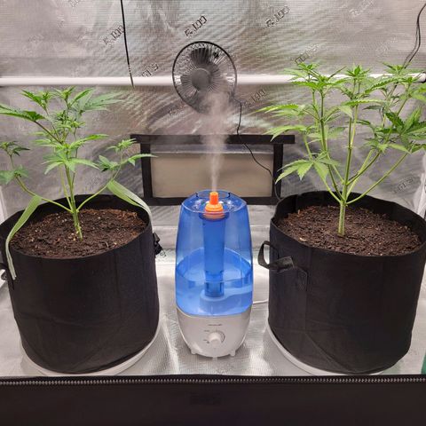 CBD Blueberry growlog timeline photo