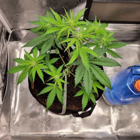 CBD Blueberry growlog timeline photo