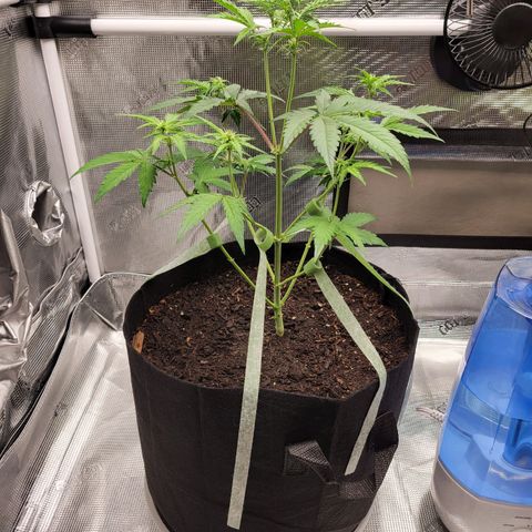 CBD Blueberry growlog timeline photo