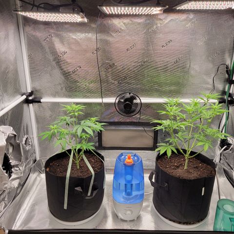 CBD Blueberry growlog timeline photo