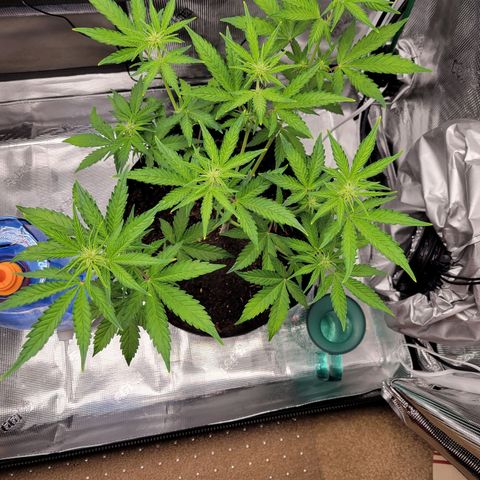 CBD Blueberry growlog timeline photo