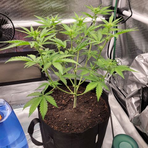 CBD Blueberry growlog timeline photo