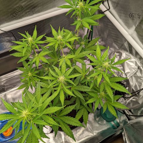 CBD Blueberry growlog timeline photo