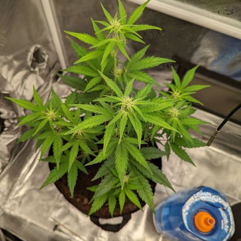 CBD Blueberry growlog timeline photo