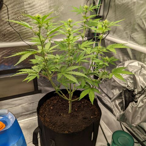 CBD Blueberry growlog timeline photo