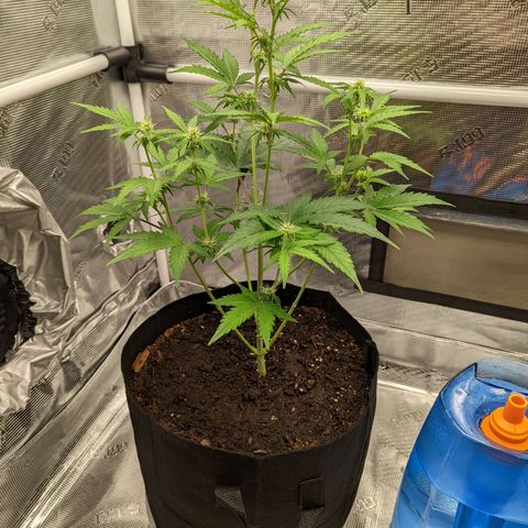 CBD Blueberry growlog timeline photo