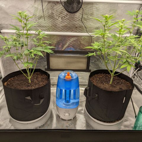 CBD Blueberry growlog timeline photo