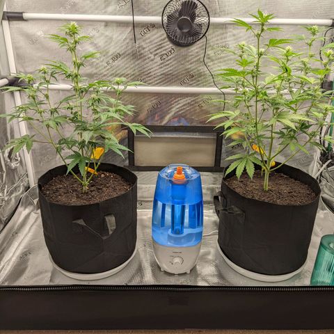 CBD Blueberry growlog timeline photo