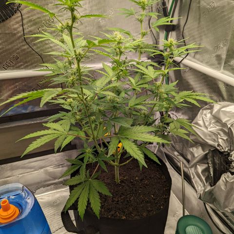 CBD Blueberry growlog timeline photo