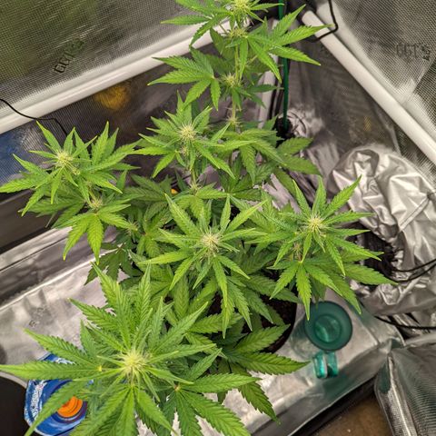 CBD Blueberry growlog timeline photo