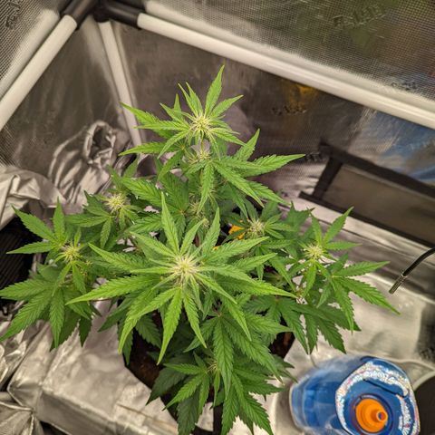 CBD Blueberry growlog timeline photo