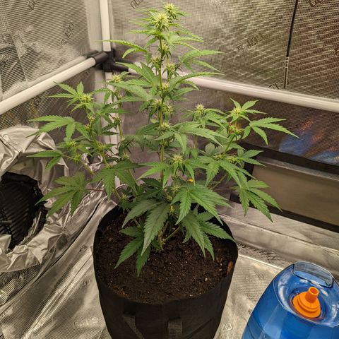 CBD Blueberry growlog timeline photo