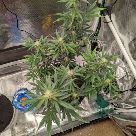 CBD Blueberry growlog timeline photo