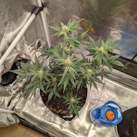 CBD Blueberry growlog timeline photo
