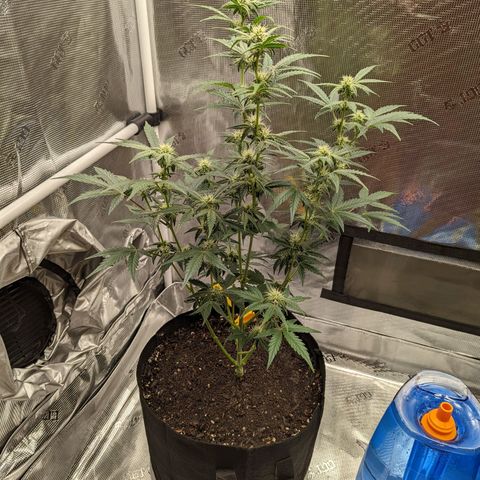 CBD Blueberry growlog timeline photo