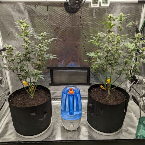 CBD Blueberry growlog timeline photo