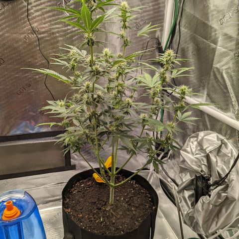 CBD Blueberry growlog timeline photo