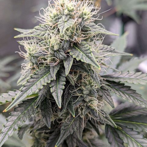 CBD Blueberry growlog timeline photo