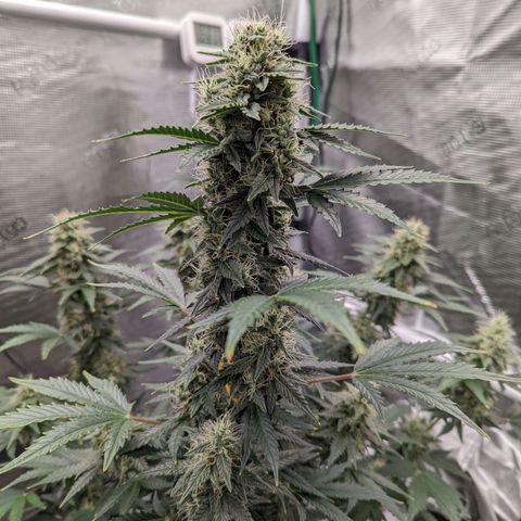 CBD Blueberry growlog timeline photo