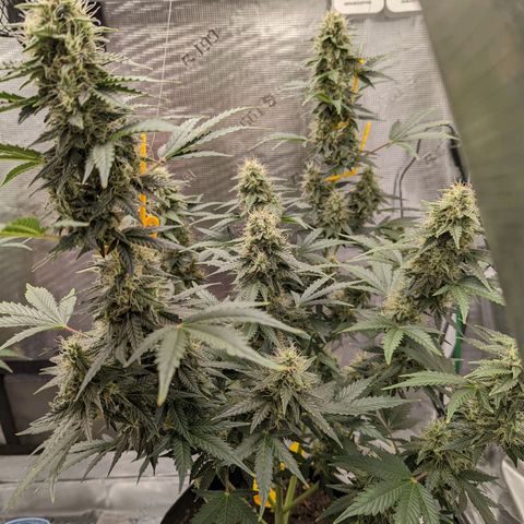 CBD Blueberry growlog timeline photo