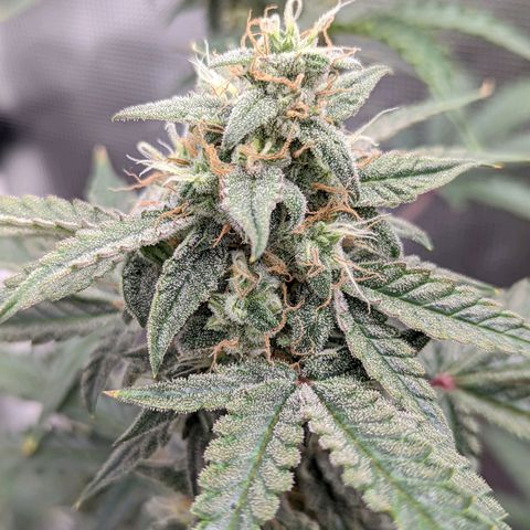 CBD Blueberry growlog timeline photo