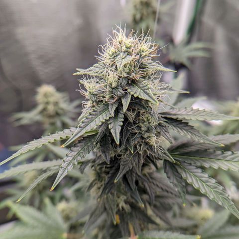 CBD Blueberry growlog timeline photo