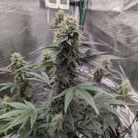 CBD Blueberry growlog timeline photo