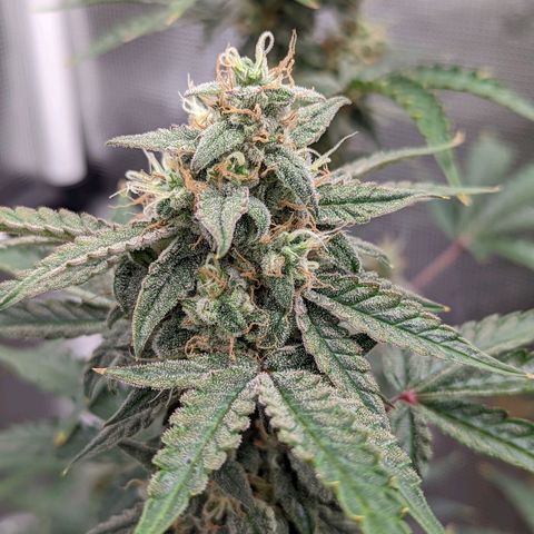 CBD Blueberry growlog timeline photo
