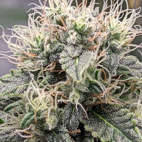 CBD Blueberry growlog timeline photo