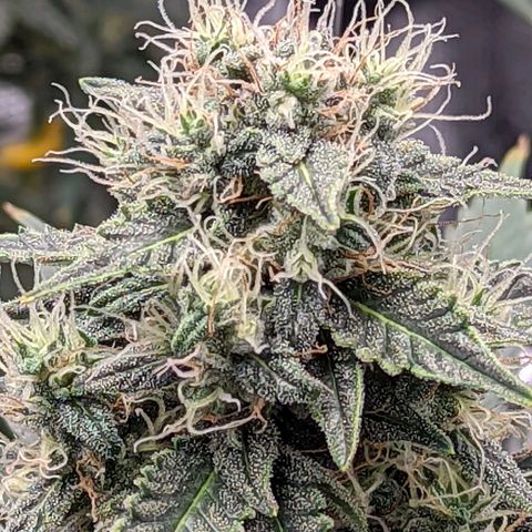 CBD Blueberry growlog timeline photo
