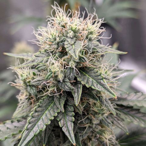 CBD Blueberry growlog timeline photo