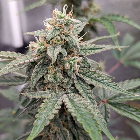 CBD Blueberry growlog timeline photo