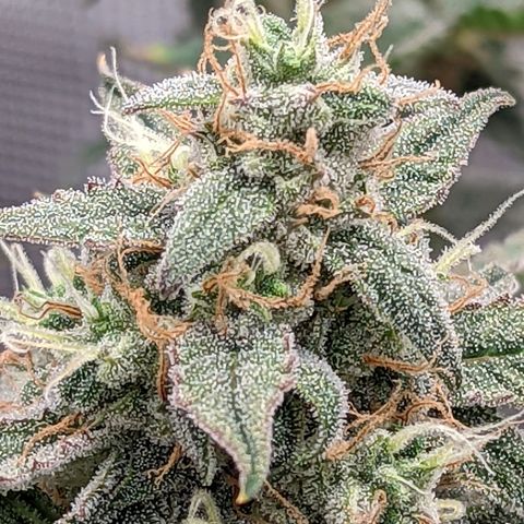 CBD Blueberry growlog timeline photo