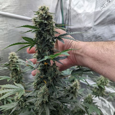 CBD Blueberry growlog timeline photo