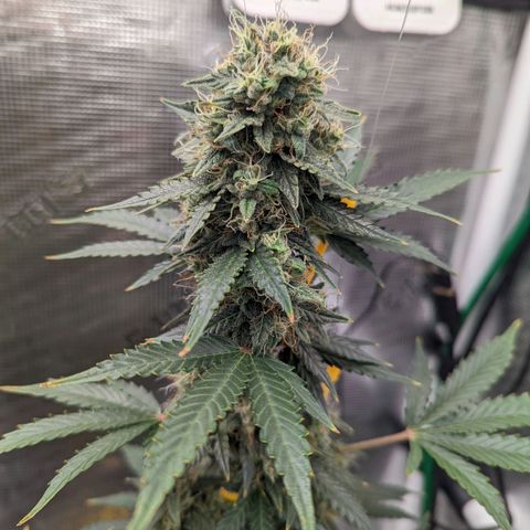 CBD Blueberry growlog timeline photo