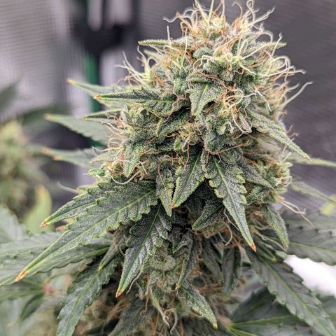 CBD Blueberry growlog timeline photo